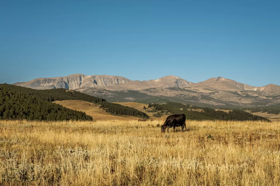 Black cow grazing in field with mountains in background in Montana.